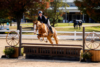 Adult Amateur Hunter