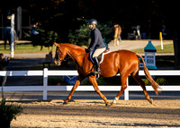 Adult Hunter Pleasure Horse