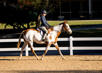 Junior Hunter Pleasure Horse