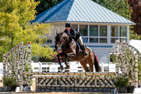 Thoroughbred Hunter